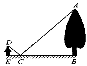 运用比例知识，怎样测量一棵大树的高度