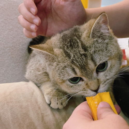 猫狗双全体验卡 广州猫咖狗咖R 