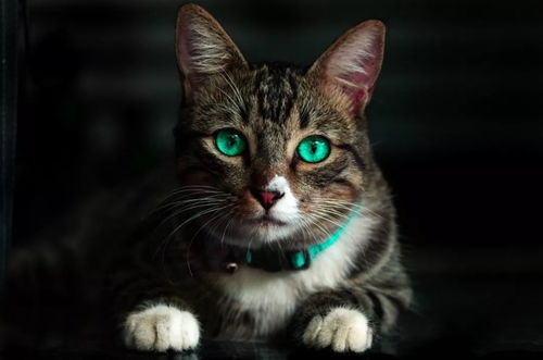 预防猫咪眼睛疾病,做好眼部日常护理很重要