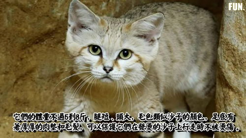 世界上最害羞的猫科动物 爱吃毒蛇,白天不敢出门,常被猛禽叼走 