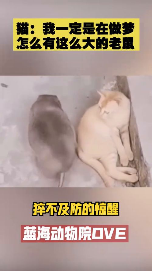 猫我一定是在做梦,世界上怎么可能有这么大的老鼠 