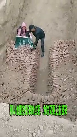 刚从地里挖出来的红薯,为啥又要土盖起来,这是什么操作 