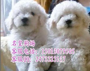 名皇犬舍 广州去哪里有健康纯种的比熊出售 名皇犬舍图片 广州宠物 