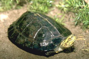 黄头龟水温多少合适？