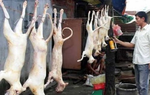 亚洲最能吃猫肉的国家,一年吃掉400万只,都快要吃灭绝
