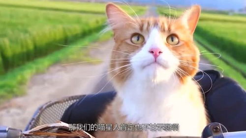 世界上最聪明的猫,第一名看起来很丑,智商轻松碾压狗狗 