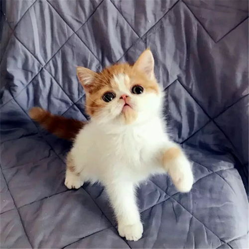图 天津塘沽猫舍加菲猫幼崽怎么卖 天津宠物猫 