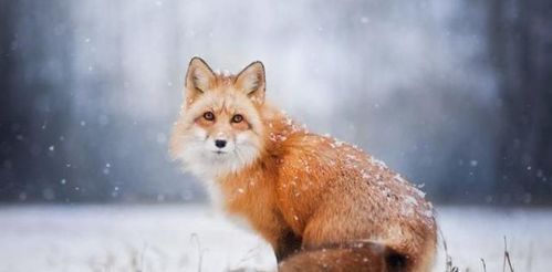 狐狸是不是白天休息,夜晚出来觅食的一种动物 