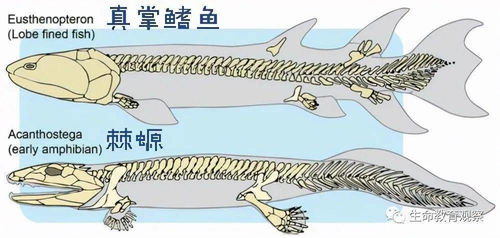 鲸鱼没有手,为什么长着人手一样的骨骼 这得从鲸鱼的进化史说起