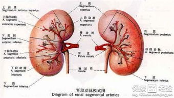 如何扼杀肾错构瘤