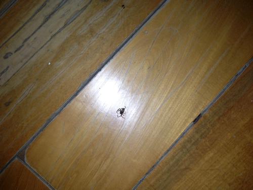 在房间里发现这种小蜘蛛,不小心踩死了一只,房间里感觉还有好多只,不敢睡了 这种蜘蛛是什么蜘蛛,会咬 