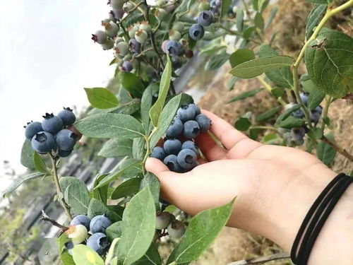 为什么蓝莓树容易死 蓝莓树寿命几年