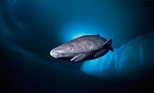 地球上5大体型最大的鱼, 大白鲨第三, 鲸鲨居榜首却濒临灭绝