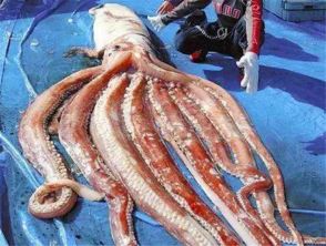 外国渔民捕获巨型鱿鱼不敢出售,等到专家赶到后,才交给对方处置