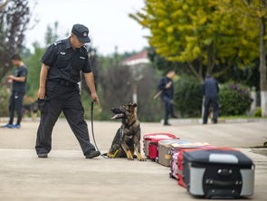 首只警用克隆犬,首只警用克隆犬(图2)