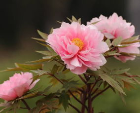 牡丹花怎么养 教你盆栽牡丹花的3个小妙招,种出最漂亮的牡丹花 
