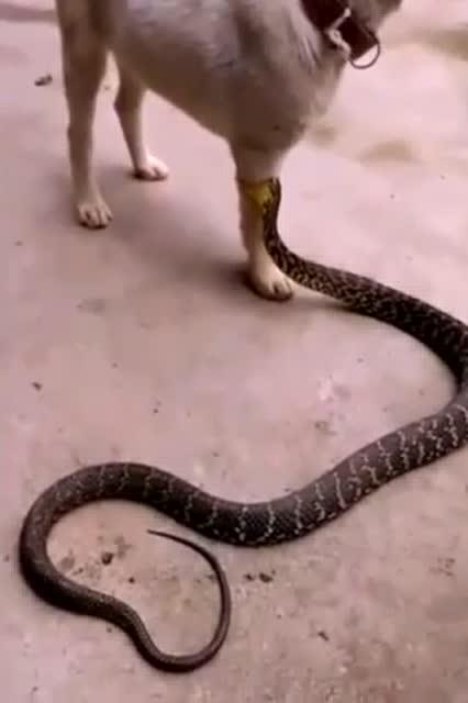 狗狗不知道这是蛇,被咬了还这么淡定 