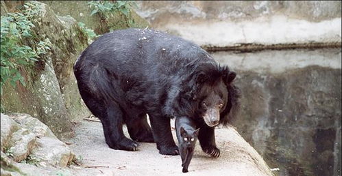 黑猫遛进黑熊笼子里,没被吃掉还变成朋友,熊都开始吸猫了