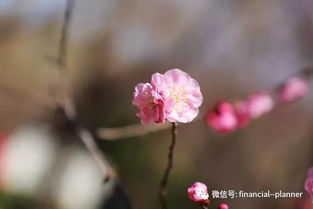 花信风 桃花