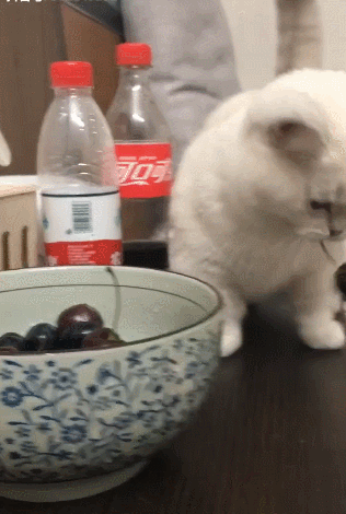 猫咪趁机偷吃樱桃,一瞧就是老手,明目张胆的走过主人身边