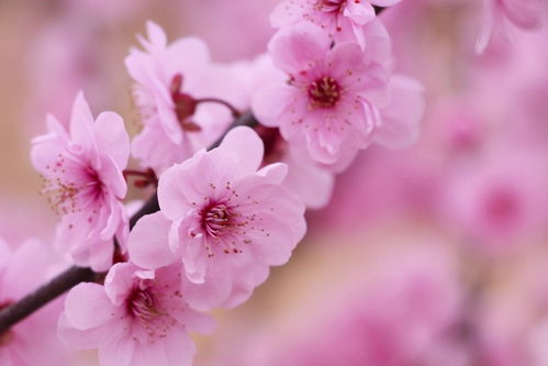 阳春三月桃花鲜,怎么正确的冲泡桃花茶