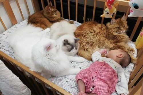 网友家的四只巨猫守护小宝宝,压迫感强到要溢出画面了