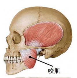 张大嘴巴时下巴会有弹响声 颞下颌关节紊乱自我康复流程 干货