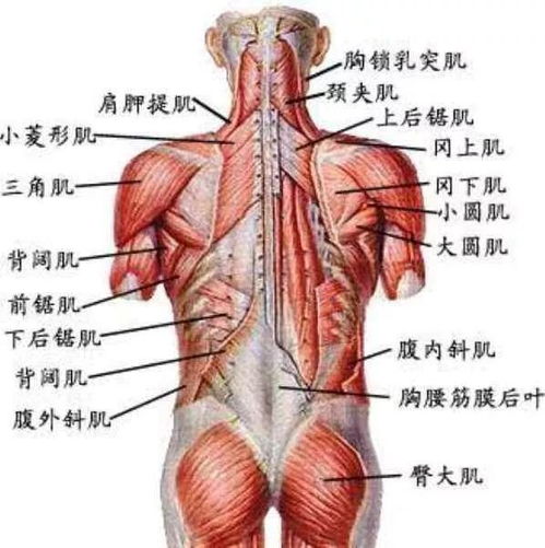 专业分享 脊柱生物力学之脊柱生物学功能 运动功能 关节活动度 