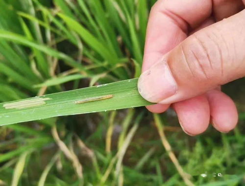 辛硫磷打水稻卷叶虫效果如何 辛硫磷可以治钻心虫吗