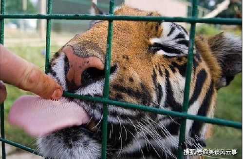 被老虎舔一下是什么下场 饲养员拿冰块做实验,才明白老虎的恐怖