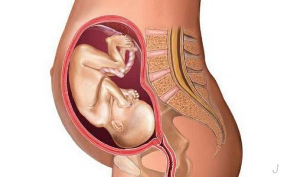 怀孕28周(胎儿28周发育标准参照表)