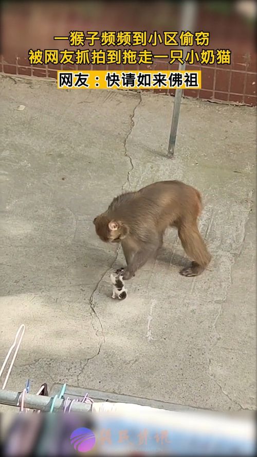 4月13日 湖北十堰,野猴下山 为非作歹 身为保护动物无人敢管,可怜小奶猫遭了殃 