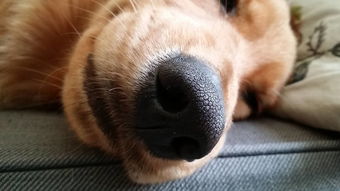 狗狗鼻镜是什么东西