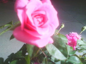 我买了一盆玫瑰花,但是我看了有点不像,是粉色的,没有一般市面上的玫瑰大朵