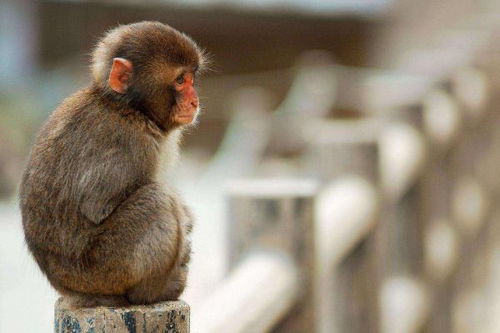 属猴人的 晚年宿命 尤其是68年52岁的,看完谁能不心痛