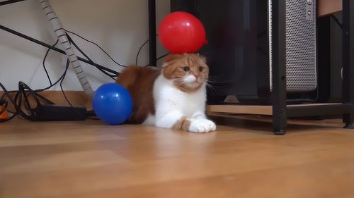 给猫咪附上一个气球会怎么样 猫咪 铲屎的你把我怎么了 