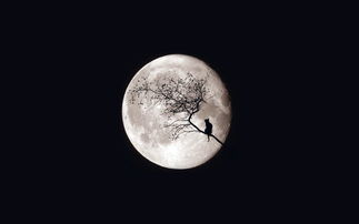 关于月亮优美的诗句大全