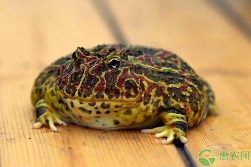 霸王角蛙寿命有多长 养殖方法是怎样的