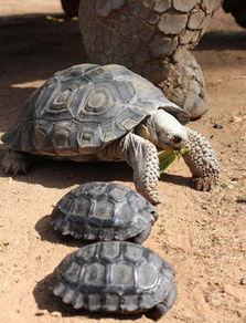 加拉帕戈斯象龟价格及图片 加拉帕戈斯象龟怎么养吃什么和能长多大活多久 爱宠网 