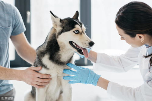 狗狗呼吸急促,可能跟这4种呼吸系统疾病有关,快来认识一下
