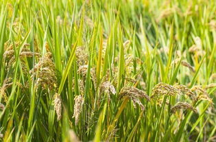 小麦是秋天成熟的吗 小麦是秋季作物吗