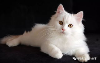 世界最贵猫咪排行榜 
