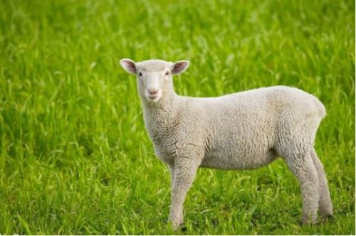 十羊九不全 揭秘79年生肖羊的毕生寿命,过了41岁后什么命