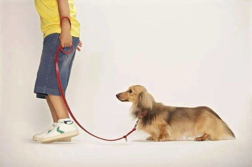 芯片狗 来深圳了,10月起未注射将被视为无证养犬