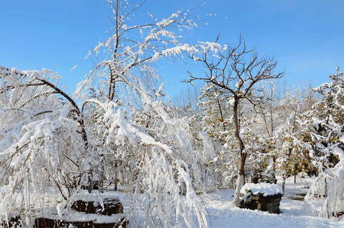 关于大雪节气的谚语有哪些 大雪节气谚语大全 