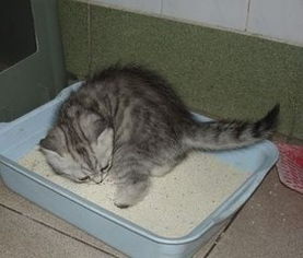 幼猫多大可以洗澡,幼猫多大可以洗澡驱虫
