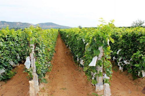 青提葡萄的高产种植技术,红提脱青是什么意思