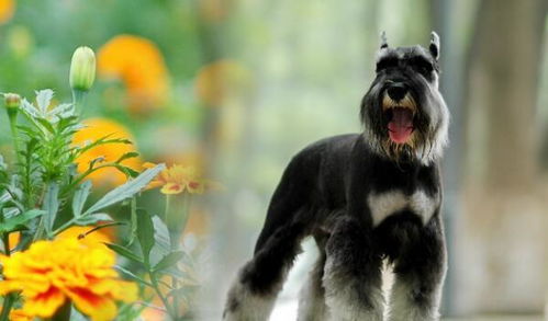 什么狗狗长不大,第一种最多人养,京城名犬却排第五
