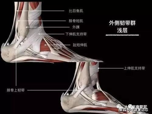 超全的膝 踝关节康复训练及治疗,一文读懂