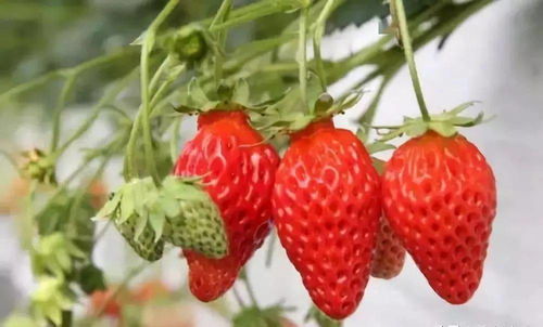草莓有多少个品种,十大高产草莓品种？